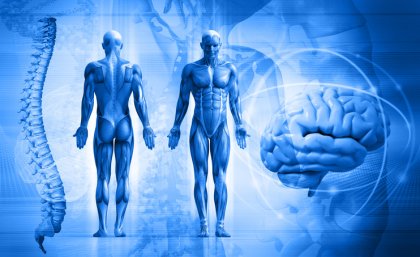 Motor neurons in the spinal cord. Motor neurons in the spinal cord.